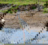 Darwin to Kakadu Day Trip by Air Including Yellow Water Cruise - Book Restaurant