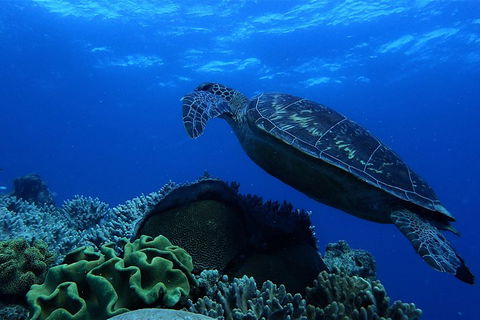 3 Day Whitsundays Sailing And Diving Adventure: Kiana - Book Restaurant 2