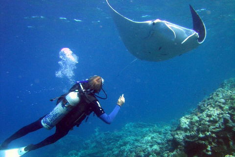 3 Day Whitsundays Sailing And Diving Adventure: Kiana - Book Restaurant 3