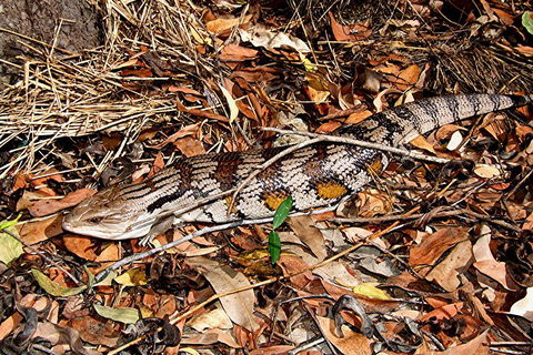 Hartley's Crocodile Adventures General Entry Ticket - Book Restaurant 5