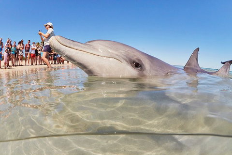 7-Day Exmouth Explorer Via Pinnacles Monkey Mia Ningaloo Reef Returning To Perth - Book Restaurant 1