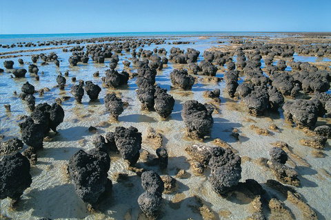 7-Day Exmouth Explorer Via Pinnacles Monkey Mia Ningaloo Reef Returning To Perth - Book Restaurant 3