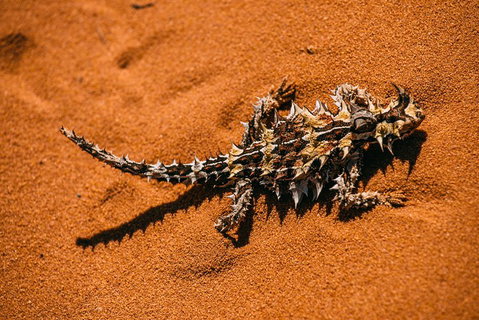 4-Day Coastal Loop Via Monkey Mia Wild Dolphins Kalbarri Pinnacles Perth Return - Book Restaurant 5