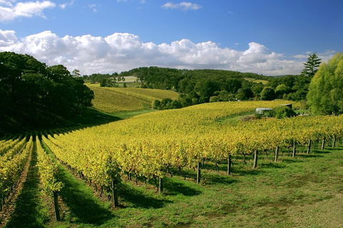McLaren Vale And Glenelg Wine Tasting And Sightseeing (Half-day Afternoon) - Book Restaurant 4