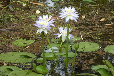 Yellow Water Cruise - Kakadu