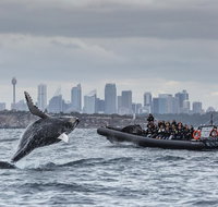 Sydney Whale-Watching by Speed Boat - Book Restaurant
