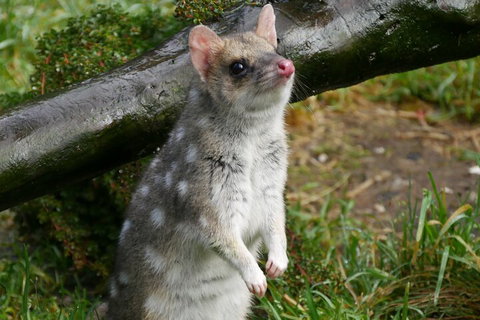1-Hour Tasmanian Devil Feeding Day Tour At Cradle Mountain - Book Restaurant 0