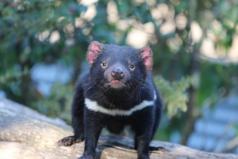 1-Hour Tasmanian Devil Feeding Day Tour At Cradle Mountain - Book Restaurant 1