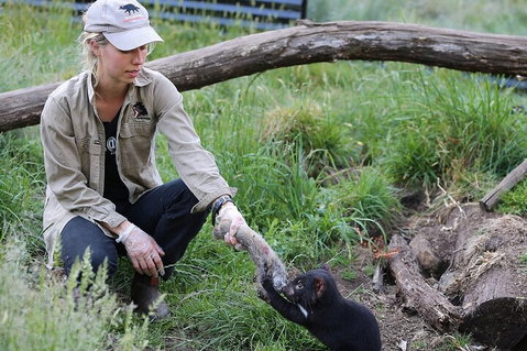 1-Hour Tasmanian Devil Feeding Day Tour At Cradle Mountain - Book Restaurant 2