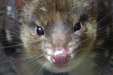 1-Hour Tasmanian Devil Feeding Day Tour At Cradle Mountain - Book Restaurant 3