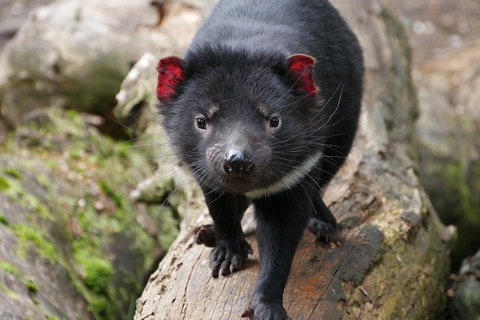 1-Hour Tasmanian Devil Feeding Day Tour At Cradle Mountain - Book Restaurant 4