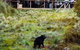 1-Hour Tasmanian Devil Feeding Day Tour At Cradle Mountain - thumb 5