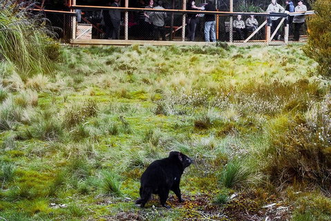 1-Hour Tasmanian Devil Feeding Day Tour At Cradle Mountain - Book Restaurant 5