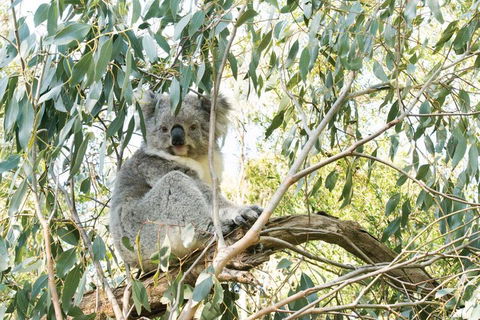 Ultimate Reverse Direction - 12 Apostles, Great Ocean Road - Small Group Tour - Book Restaurant 5