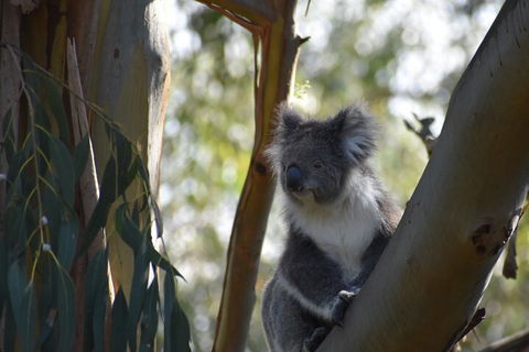 Private Day Tour Of Phillip Island Wildlife And Brighton Beach - Book Restaurant 3