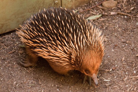 Puffing Billy And Healesville Sanctuary Scenic Tour - Book Restaurant 0