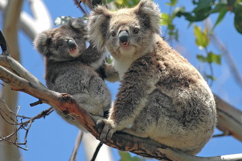 Puffing Billy And Healesville Sanctuary Scenic Tour - Book Restaurant 5