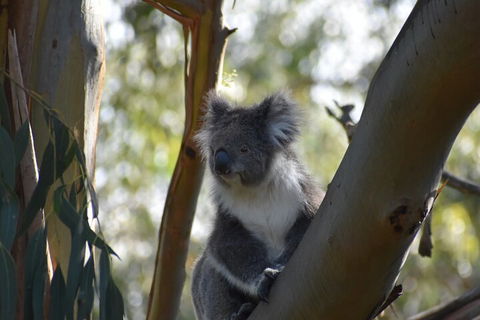 Healesville Sanctuary And Phillip Island Wildlife Bus Tour - Book Restaurant 0