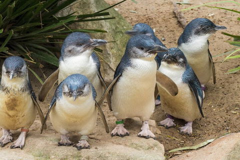 Healesville Sanctuary And Phillip Island Wildlife Bus Tour - Book Restaurant 2