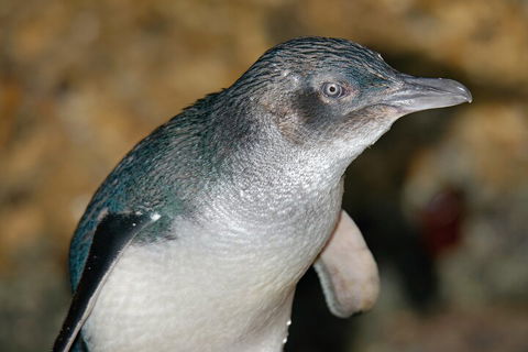 Healesville Sanctuary And Phillip Island Wildlife Bus Tour - Book Restaurant 4