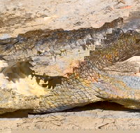 4-Day Cairns Ultimate Combo Daintree Rainforest Reef Kuranda  Paronella Park - Book Restaurant