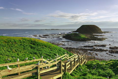 Full-Day Private Australian Wildlife Tour Of Phillip Island - Book Restaurant 0