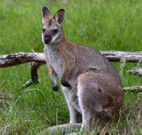 Ultimate Blue Mountains and Wildlife Tour - Book Restaurant