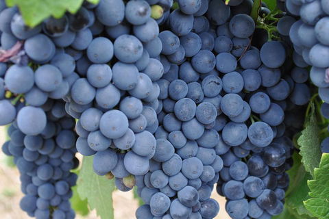 Barossa Valley Cellar Doors Luxury Wine Tour - Book Restaurant 4