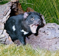 Private Blue Mountains Tour with Kangaroo and Koala Experience - Book Restaurant