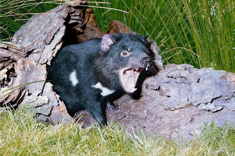 Private Blue Mountains Tour With Kangaroo And Koala Experience - Book Restaurant 0