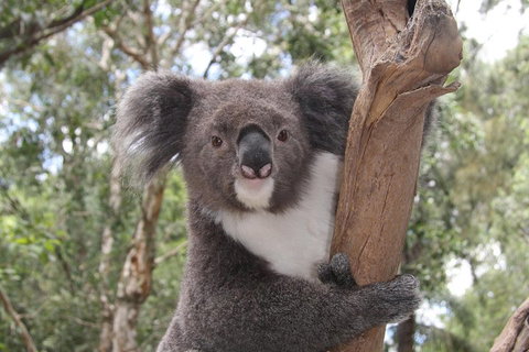 Private Blue Mountains Tour With Kangaroo And Koala Experience - Book Restaurant 2