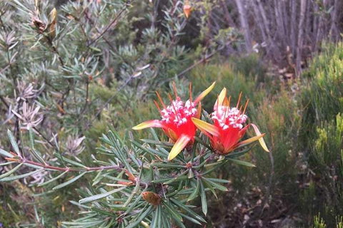 Private Blue Mountains Tour With Kangaroo And Koala Experience - Book Restaurant 4