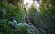 Private All Blue Mountains Day Tour - thumb 3