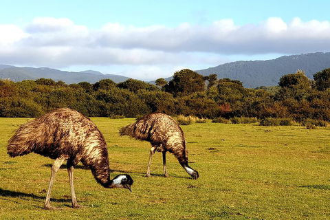 Wilson's Promontory & Phillip Island - 'Prom & Penguins' Tour - Book Restaurant 4