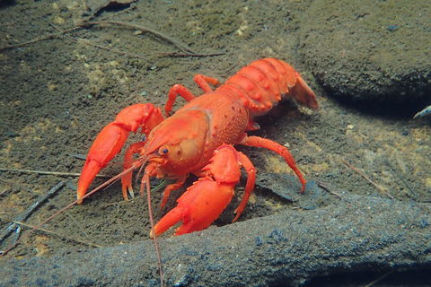 Blue Mountains Empress Canyon Adventure From Wentworth Falls - Book Restaurant 4