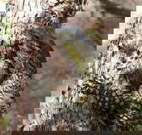 Byron Bay Combo Hinterland Tour Including Minyon Falls and Kayaking with Dolphins - Book Restaurant