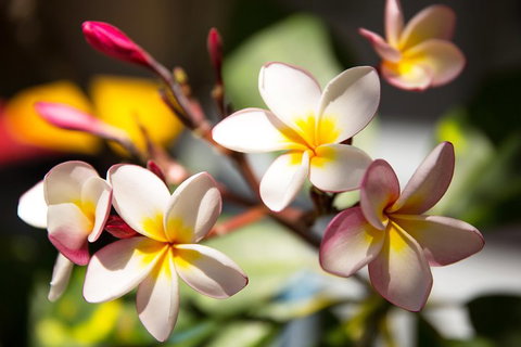 Byron Bay Combo: Hinterland Tour Including Minyon Falls And Kayaking With Dolphins - Book Restaurant 1