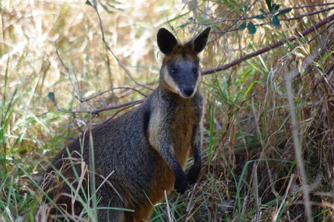 Byron Bay Combo: Hinterland Tour Including Minyon Falls And Kayaking With Dolphins - Book Restaurant 2