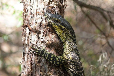 Byron Bay Combo: Minyon Falls And Hinterland Day Trip And Learn To Surf At Byron Bay - Book Restaurant 0
