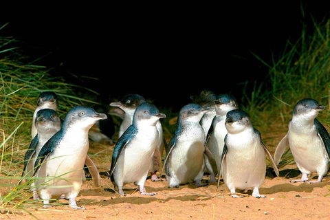 Phillip Island Penguins Private Tour - Book Restaurant 0