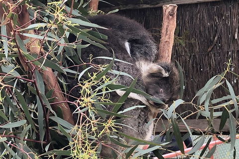 Phillip Island Penguins Private Tour - Book Restaurant 2