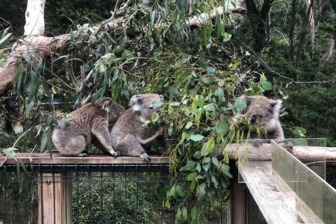 Phillip Island Penguins Private Tour - Book Restaurant 3