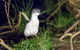 Private Phillip Island Tour - thumb 1