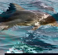 1.5HR Mudjimba Island Wildlife Safari - Book Restaurant