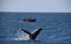 Adventure Whale Watching Tour Mooloolaba - thumb 1