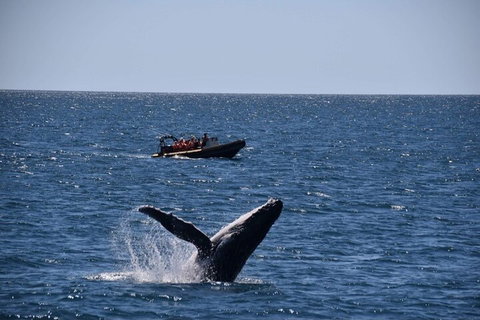 Adventure Whale Watching Tour Mooloolaba - Book Restaurant 1
