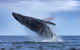 Adventure Whale Watching Tour Mooloolaba - thumb 2