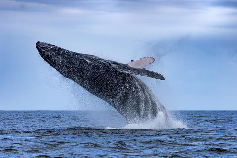 Adventure Whale Watching Tour Mooloolaba - Book Restaurant 2