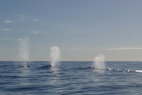 Adventure Whale Watching Tour Mooloolaba - Book Restaurant 3