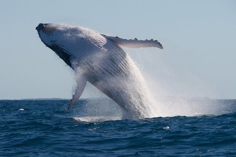 Adventure Whale Watching Tour Mooloolaba - Book Restaurant 5